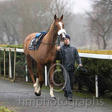 Couleur De La Loi - Jockey I J McCarthy - 11th - CU2D1761-e