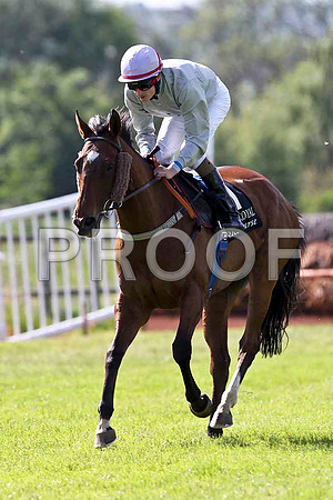 Luttrell Lady 2nd, Jockey F M berry - FT8E1397-e