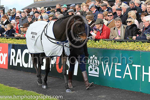 Boston Bob in the parade ring at Punchestown