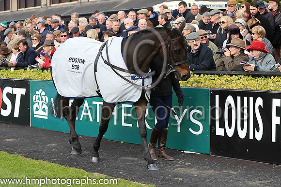 Boston Bob in the parade ring at Punchestown