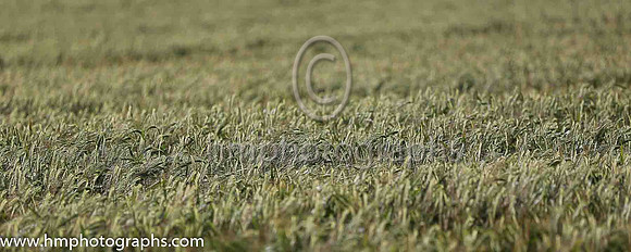 Field of corn? at Downpatrick Racecourse