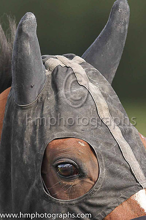 Horse at Down Royal