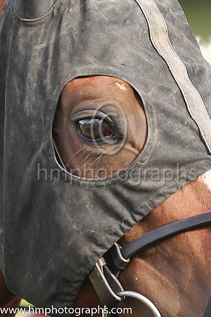 Horse at Down Royal