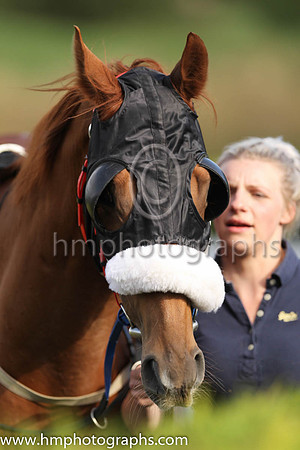 Horse at Down Royal