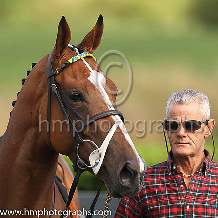 Horse at Down Royal