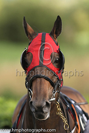 Horse at Down Royal