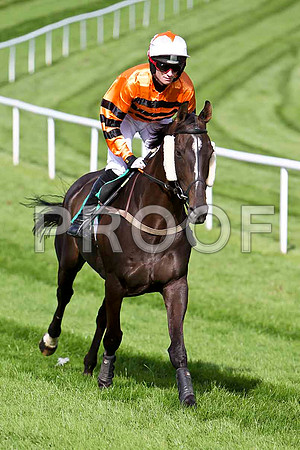 Mr Anderson 10th, Jockey S G McDermott - CU2D1784-e