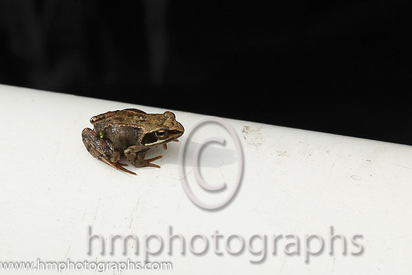 Small Frog - CU2D1770-17