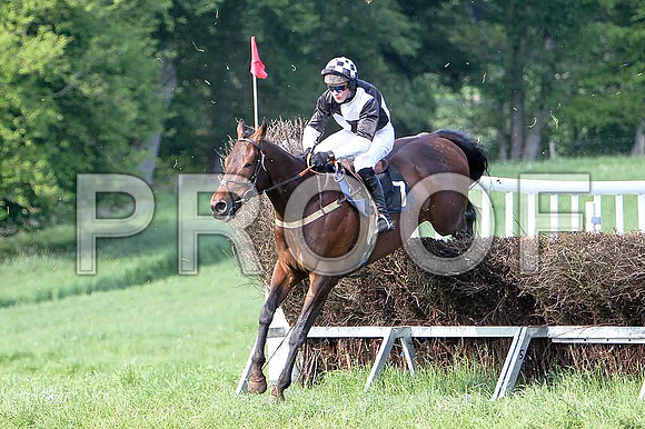 Race 6 Div 2 - Damesko (7) 5th, Rider  G B Walters- CU2D9831-e