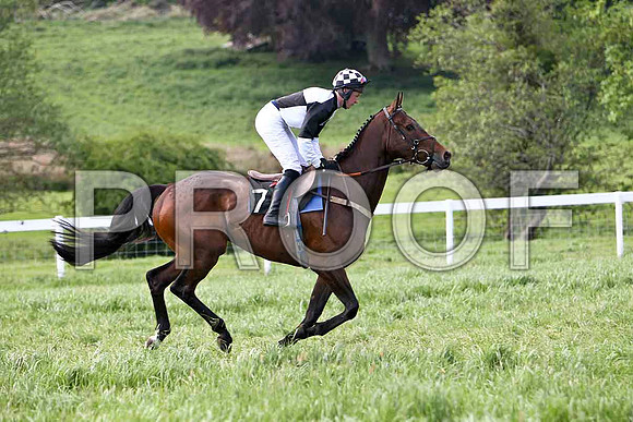 Race 6 Div 2 - Damasko (7) 5th, Rider G B watters - CU2D9787-e