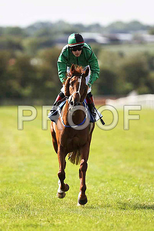 Irish Reel 4th, Jockey P J Smullen - FT8E1605-e