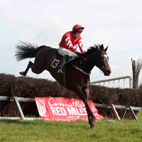 Traad Bay , 4th, Jockey - W Thompson -CU2D4574-e