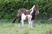 2014/05/06th - Foal