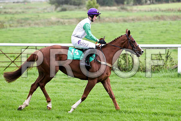 Miss Macauley , Jockey Mr B T O'Connell - 13th - CU2D2333-e