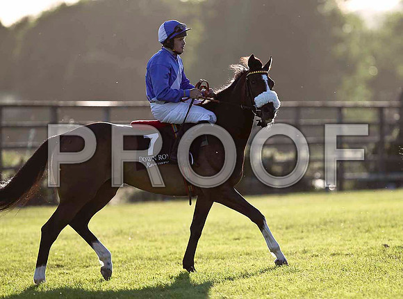 Dream Champion Winner, Jockey R C Colgan - FT8E1082-e