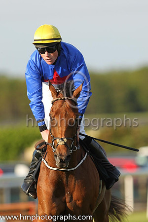 PU Gladiatorial and D. McGill(7) (5 ,blue, red star ), Trainer:Noel C. Kelly , Owner:William M. Brown