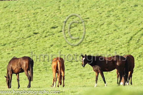 Horses at Loughanmore
