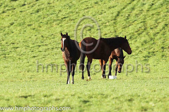 Horses at Loughanmore