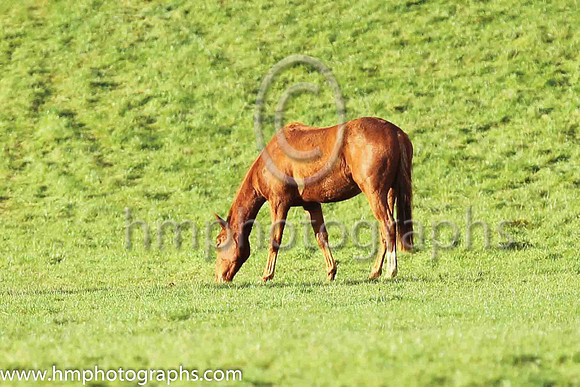 Horse at Loughanmore