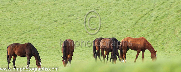 Horses at Loughanmore