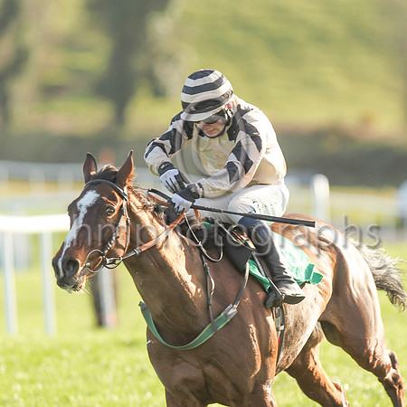 01st Springfield Lodge  and J C Gainford7 ( 13 , beige, black epaulettes ) Trainer - E OGrady , Owner - Falcon Four Syndicate
