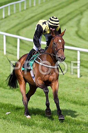 Rossgavand 12th, Jockey T C  Carroll - CU2D1785-e