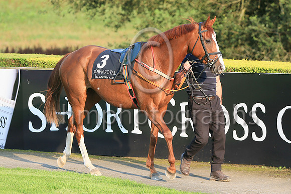 08th Darraughs Diamond and ( 3 , yellow ans blue stripes ) Trainer - D M Christie , Owner - Declan Donohoe