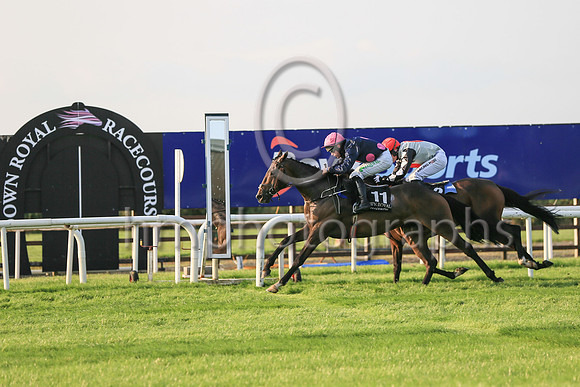 01st Motion In Limine  and ( 11 , black, three pink spots ) Trainer - William P Murphy , Owner - Ms Natasha Langan