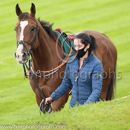 Parade ring at Down Royal