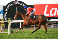 2020-10-31st - Down Royal Champion Chase (hr) (8/23)