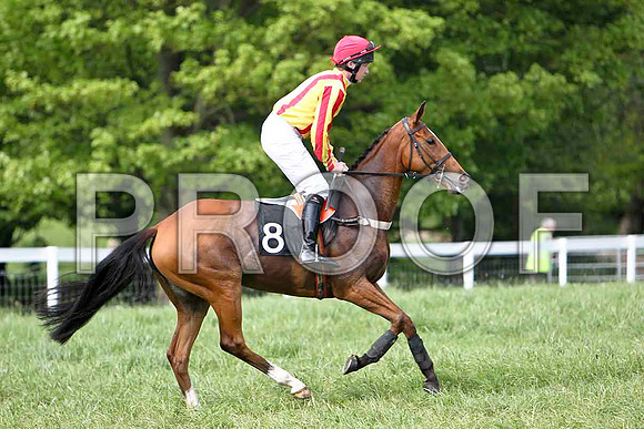 Fifth Race Div 1 - The Wee Girl (8) 2nd, Rider C McNally - CU2D9643-e
