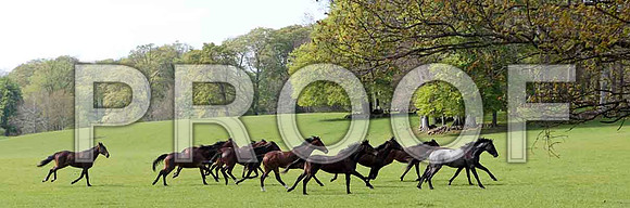 Horses at Loughanmore - CU2D4602-e