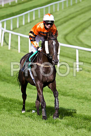 Mr Anderson 10th, Jockey S G McDermott- CU2D1783-e