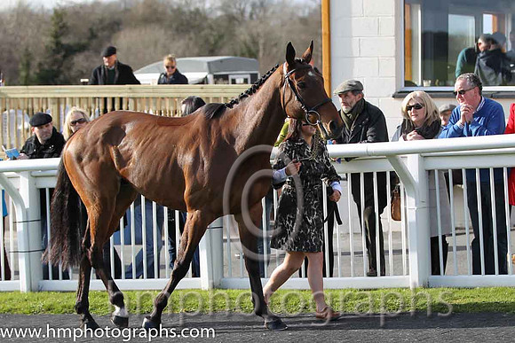Carsonstown Boy - second in the CGA Foxhunter Chase at Cheltenham -FT8E4342-20