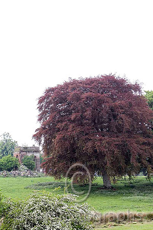 Higgins Family Estate . Moneyglass , Toomebridge - FT8E2769-e2