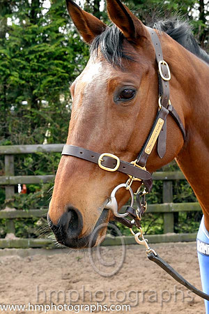 Hidden Horizons winner of the Toals bookmakers Ulster Grand National at Downpatrick - CU2D1452-Edit-33
