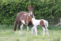 2014/05/06th - Foal