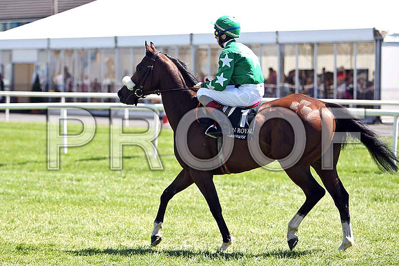 Johnstown Lad 9th, Jockey M Harley - CU2D0199-e