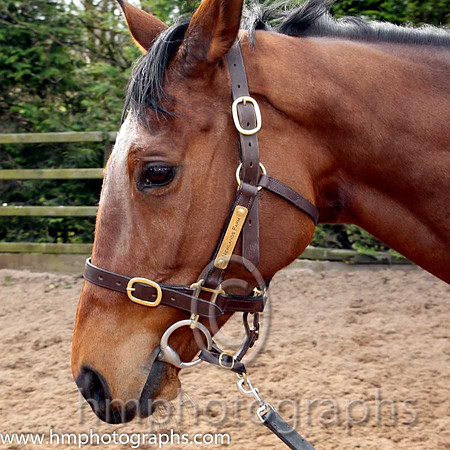 Hidden Horizons winner of the Toals bookmakers Ulster Grand National at Downpatrick - CU2D1450-Edit-31