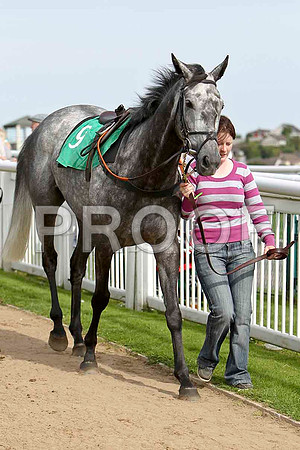 Minella Bliss Fell, Jockey P F  Mangan - CU2D1720-e