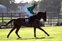 Hutcheon Wells Fell, Jockey S Davies - FT8E0994-e