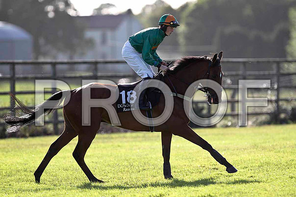 Hutcheon Wells Fell, Jockey S Davies  - FT8E0994-e