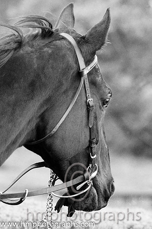 02 Kilcommon Pride & M Darcy - 2nd (8, emerald green , red star)FT8E0440-Edit-Edit-2-Edit-35