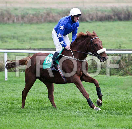 Castle Ranger , Winner - Jockey Mr M J O'Connor - FT8E5264-e