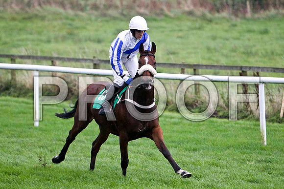Mrs Diniver , 12th - Jockey P Townend - FT8E5256-e