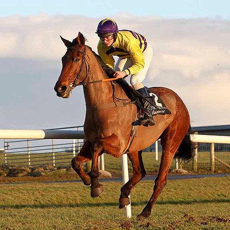 Jammia 8th, Jockey Mr D R Fox - FT8E9994-e2