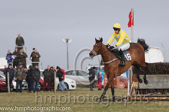 07th PU Super Scorpion ( 16 )  M J Lynch - Trainer: Mark L Fagan - yellow, black spots