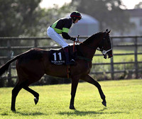 Grapevine Lad S, Jockey L McNiff - FT8E0989-e