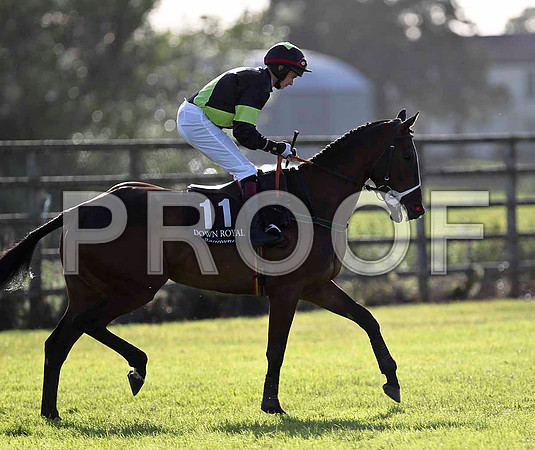 Grapevine Lad S, Jockey L McNiff - FT8E0989-e