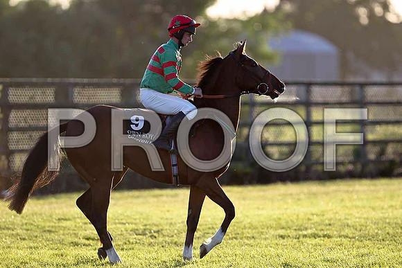 Classic Milan 8th, Jockey Mr J F O'Meara - FT8E1159-e
